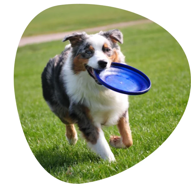 A dog with a frisbee in its mouth.